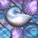 purple shells 